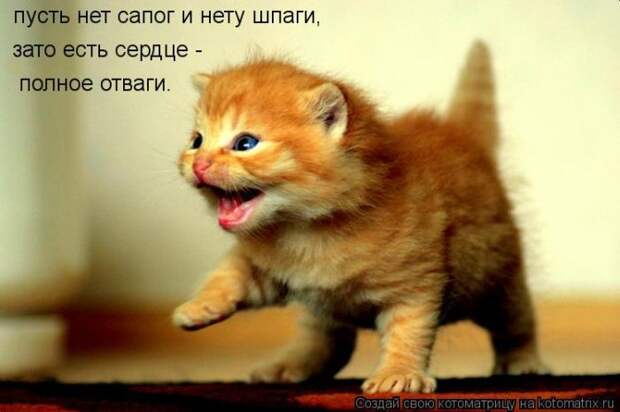 Без кота жизнь не та (36 фото)