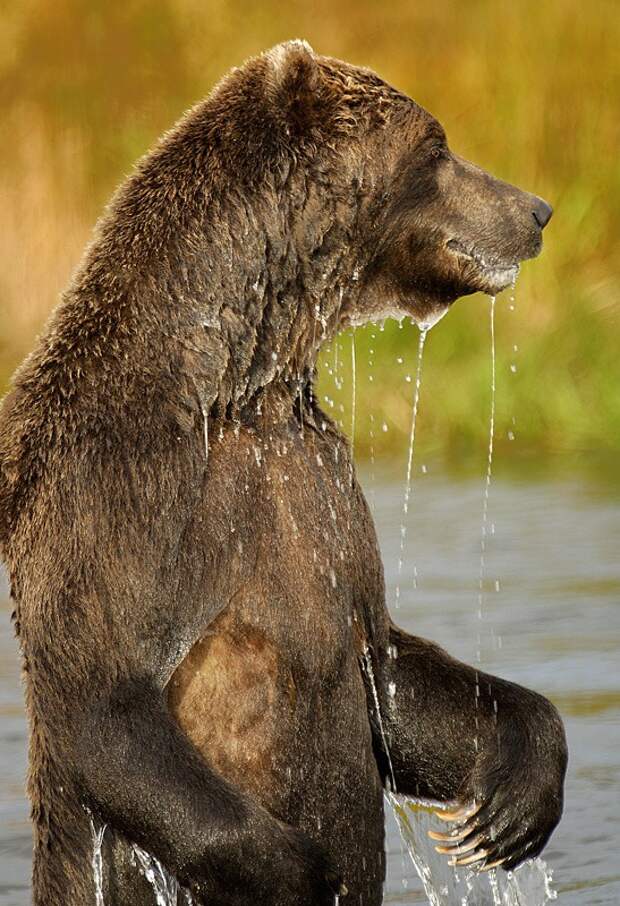 Wet bear