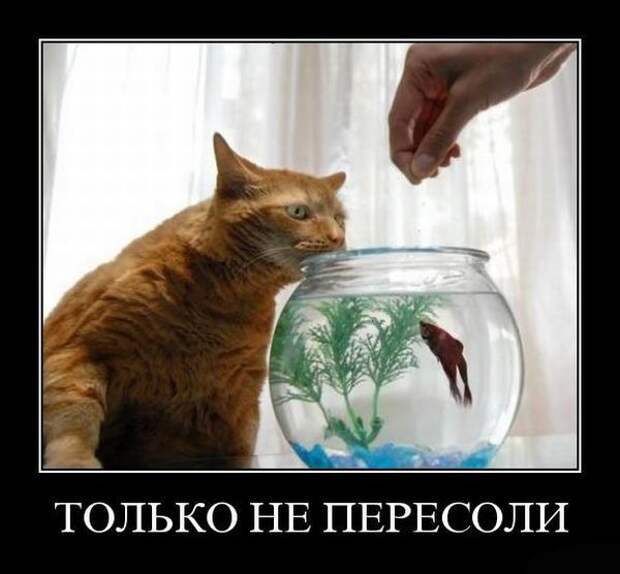 Сборник моих демотиваторов демотиватор, сборник