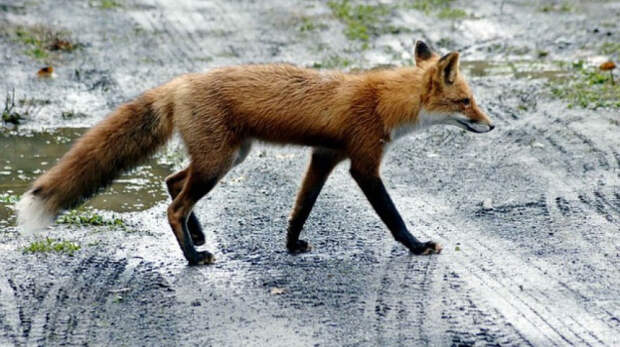 В Алуште нашли лис, заражённых бешенством