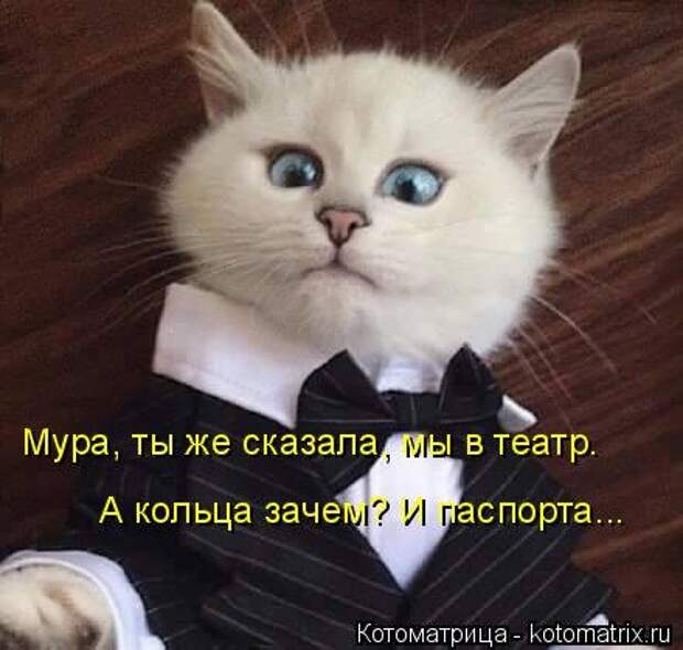 Новая котоматрица для хорошего настроения (32 фото)