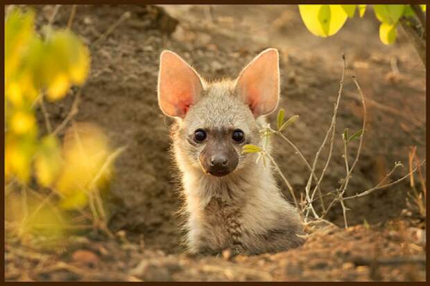 aardwolf, земляной волк