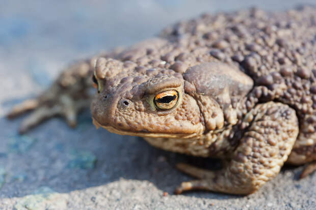 В Перми под колесами машин массово гибнут серые жабы