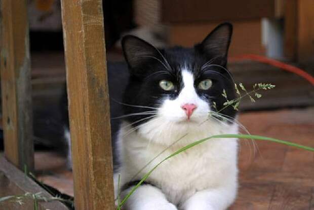 Кошка, фото кошачий гороскоп фотография