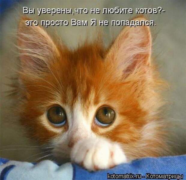 Котоматрицы (картинки с надписями)