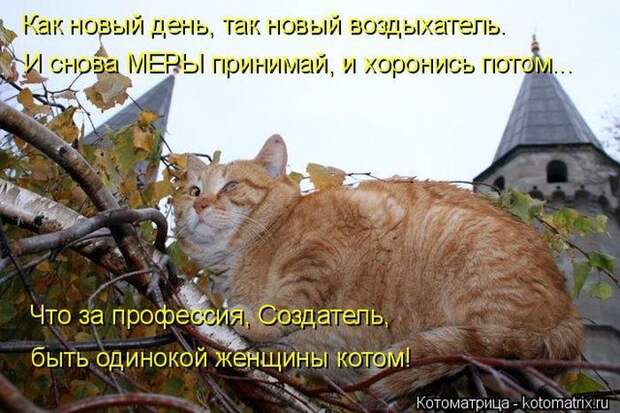 Забавные животные. Смешные фото Забавные животные. Смешные фото
