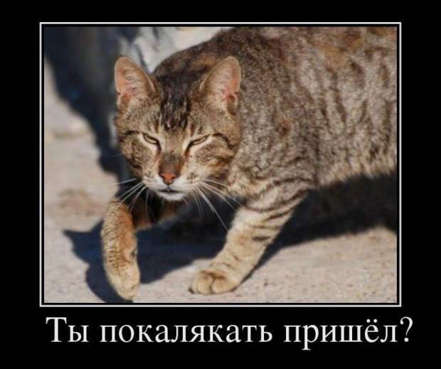 Демотиваторы (30 фото)