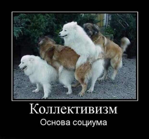 Демотиваторы про котэ и не только.
