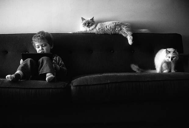 Мальчики и их кошки  кошка, мальчик, фото
