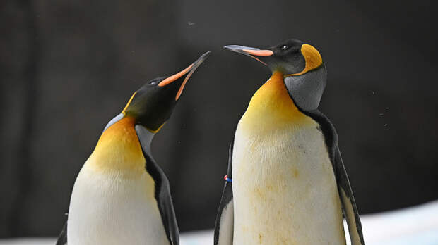 Императорских пингвинов признали вымирающим видом из-за изменения климата