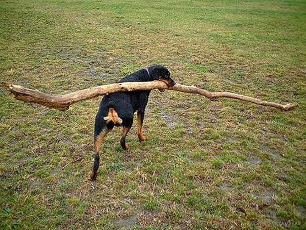 Прикольные картинки. Вечерний выпуск (52 фото)