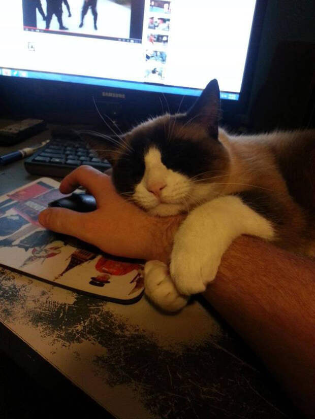 кошачьи лапы