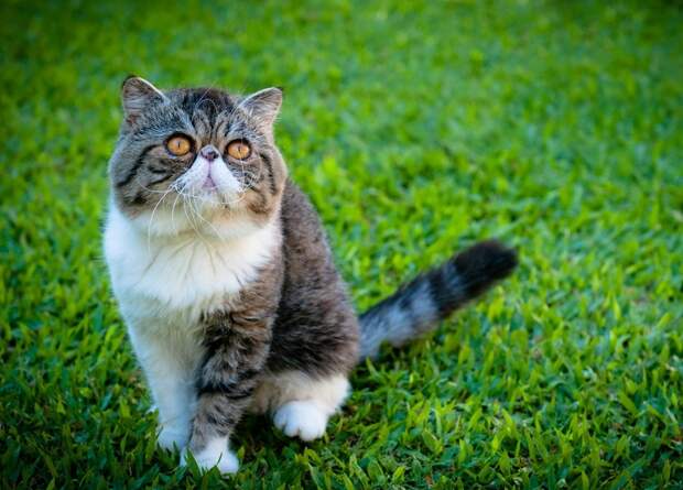 Экзотическая короткошерстная кошка на улице. Фото