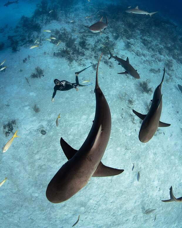 Андре Масгроув (André Musgrove) и его невероятные подводные снимки
