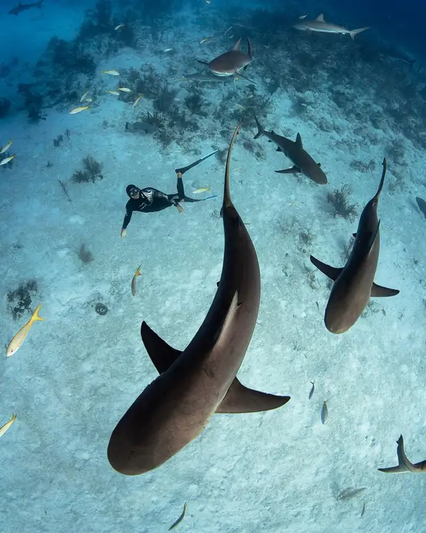 Андре Масгроув (André Musgrove) и его невероятные подводные снимки