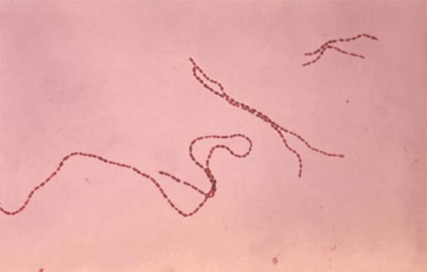 Рис. 3. Coprococcus — кандидат на роль бактерии, не дающей нам потерять разум