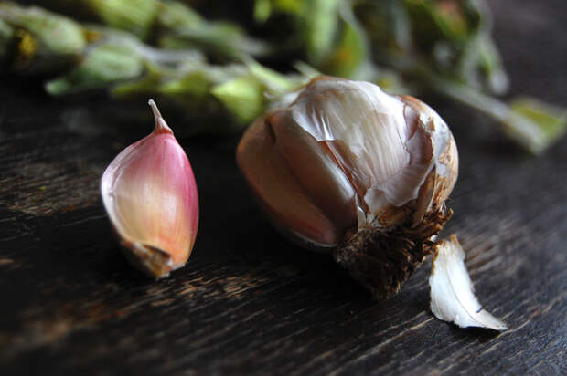 garlic immunity Eating when youre sick: Should you feed a cold? Or starve a fever?