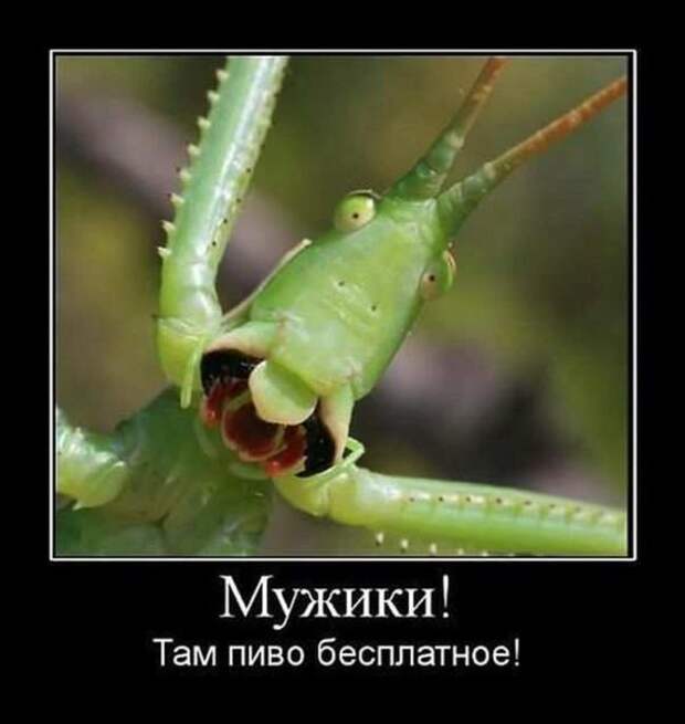 Демотиваторы (30 фото)