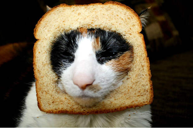 Коты в хлебе