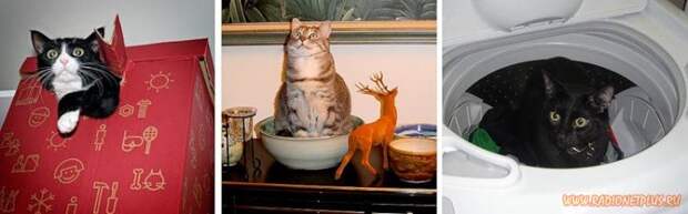 Коты в коробках, сумках, банках и прочих емкостях
