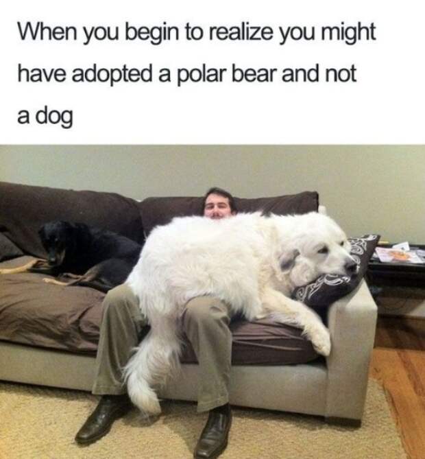 2673522 131 Dog memes youll want to show your dog even though he cant read (32 Photos)