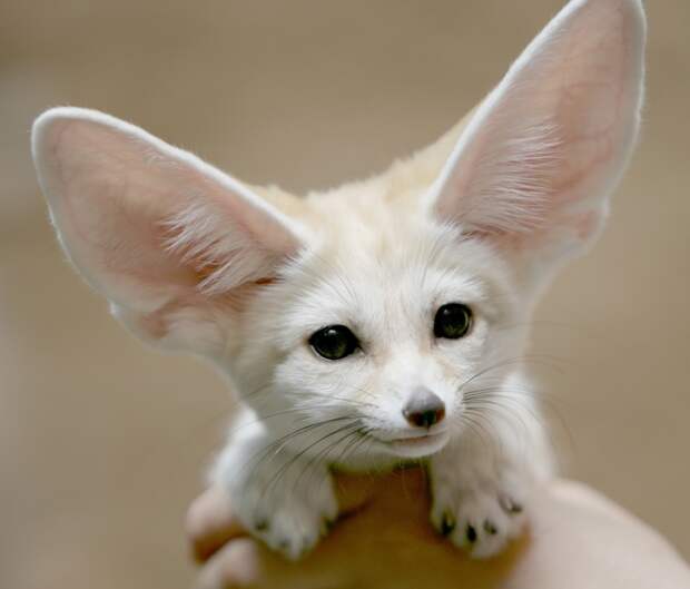 Домашний фенек. Фото / fennec fox photo