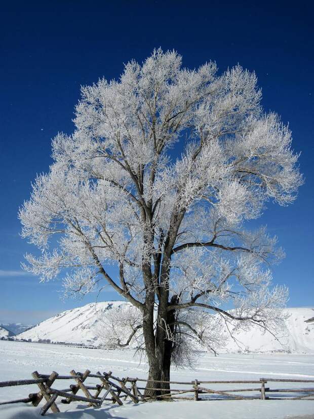 Мороз. (USFWS Mountain-Prairie)