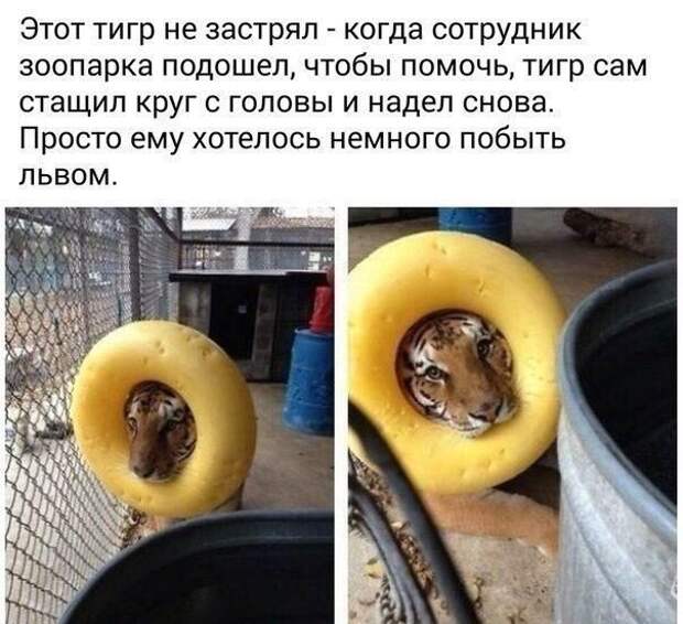 Юмор каждый день