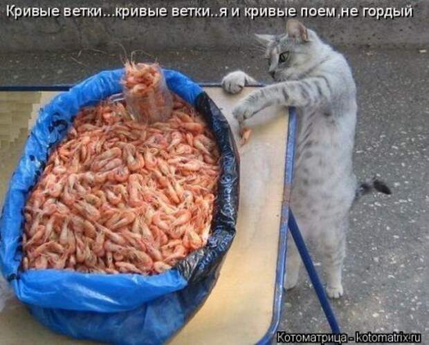 Свежая котоматрица на Бугаге (27 фото)