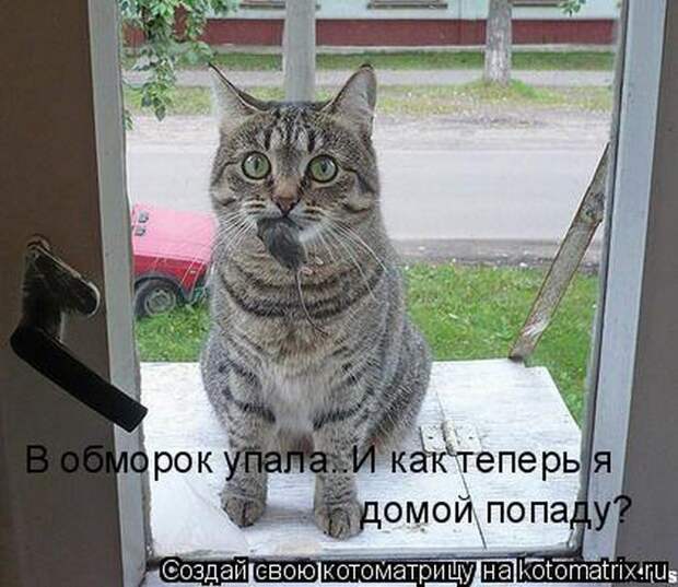 Лучшие котоматрицы недели (50 фото)