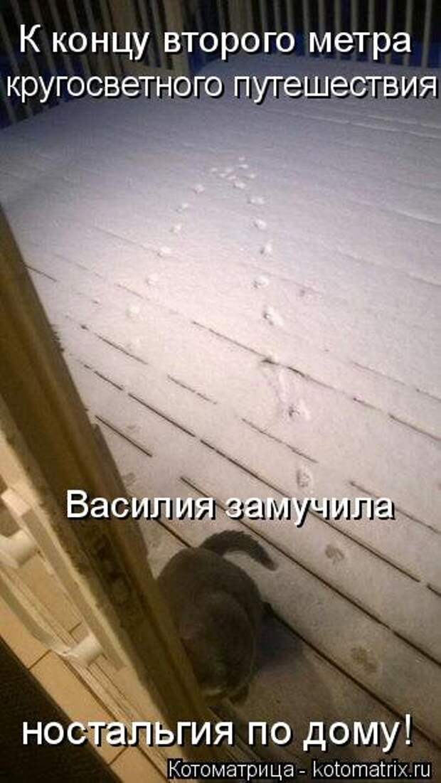 Новая котоматрица на Бугаге (32 фото)