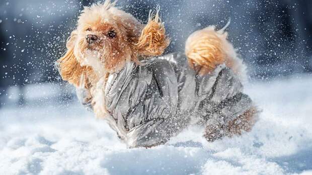 Как гулять с собакой зимой