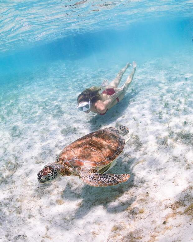 Андре Масгроув (André Musgrove) и его невероятные подводные снимки