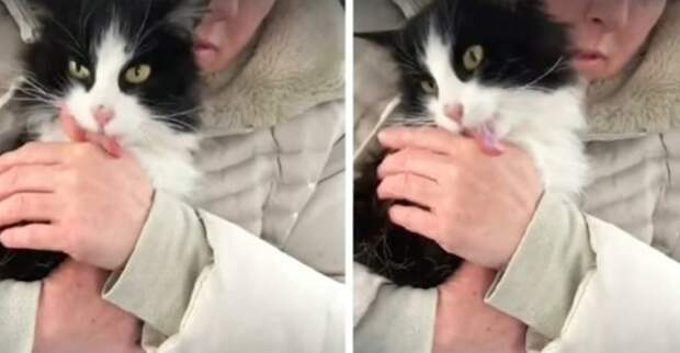 Кошка лижет руки