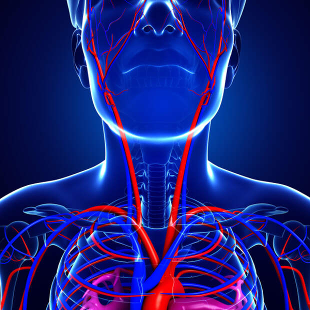 Почему артерия на шее называется сонной?