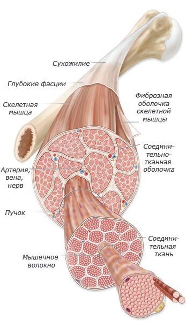 В мышце выделяют