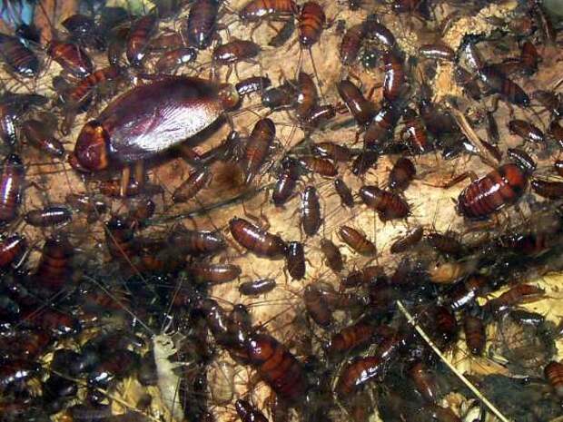 Антибиотики из тараканов могут победить супербактерии и спасти человеческие жизни, — учёные | Русская весна