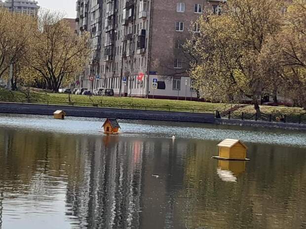 Утиные домики вернулись на Амбулаторный пруд