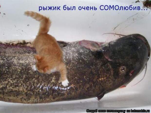 Котоматрицы (картинки с надписями)