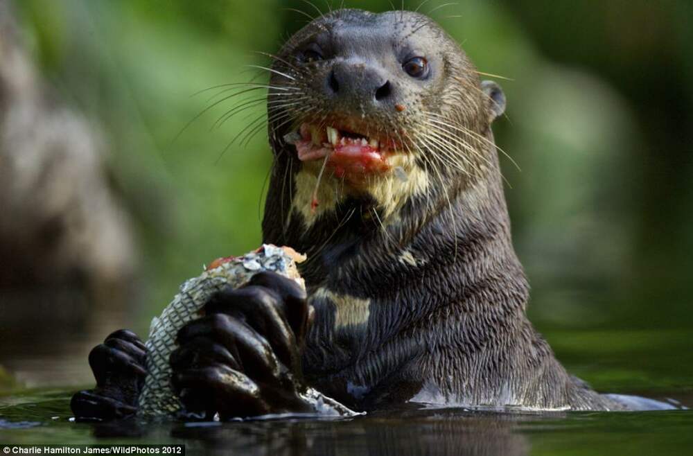 Pizza Otter