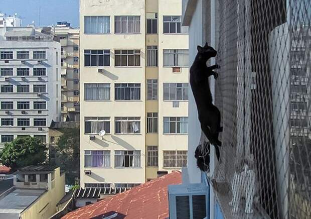 Спасателям пришлось снимать кошку-каскадера с кондиционера на шестом этаже бразилия, коты, спасатели