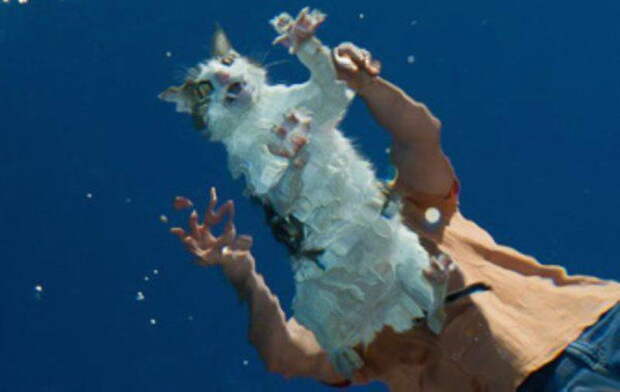 Забавные коты. часть 14 (30 фото)