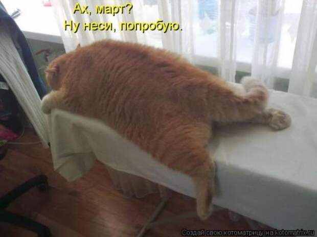 Котоматрицы(картинки с надписями)