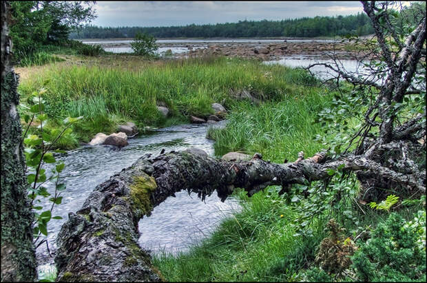 Фото северной природы. Ручей на Соловках/3673959_6 (700x464, 248Kb)