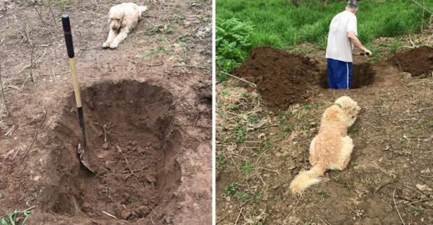 Пёс стоял и смотрел на свою могилу, которую копал его хозяин
