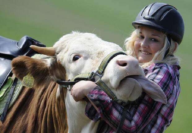 По словам Регины, ее воспитанница непохожа на других коров: она любит пастись с лошадьми. tvmadeingermany, германия, коровы, прикол, скачки, факты