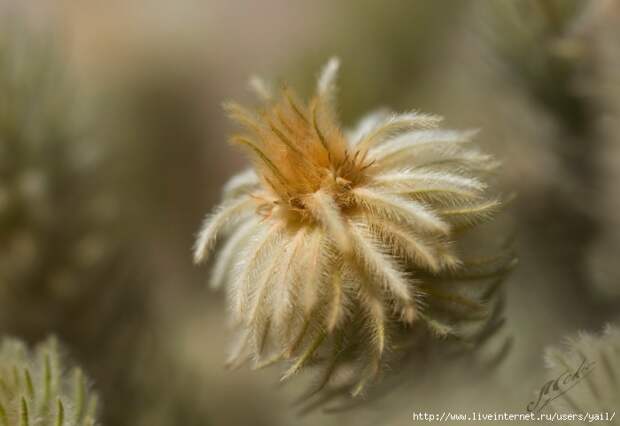 002 (700x482, 133Kb)