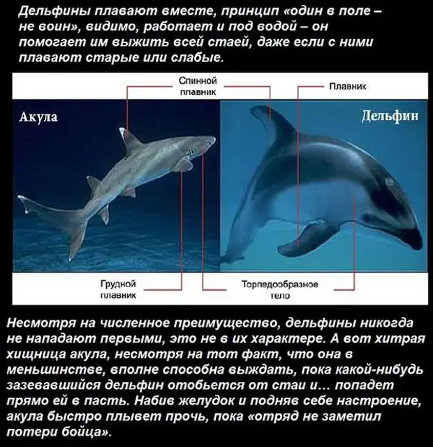 Рассмотрите рисунок где изображены акула и дельфин - 93 фото