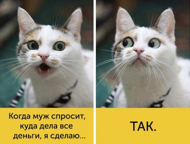 15 котов, мимике которых можно только позавидовать 15 котов, мимике которых можно только позавидовать животные, коты, факты