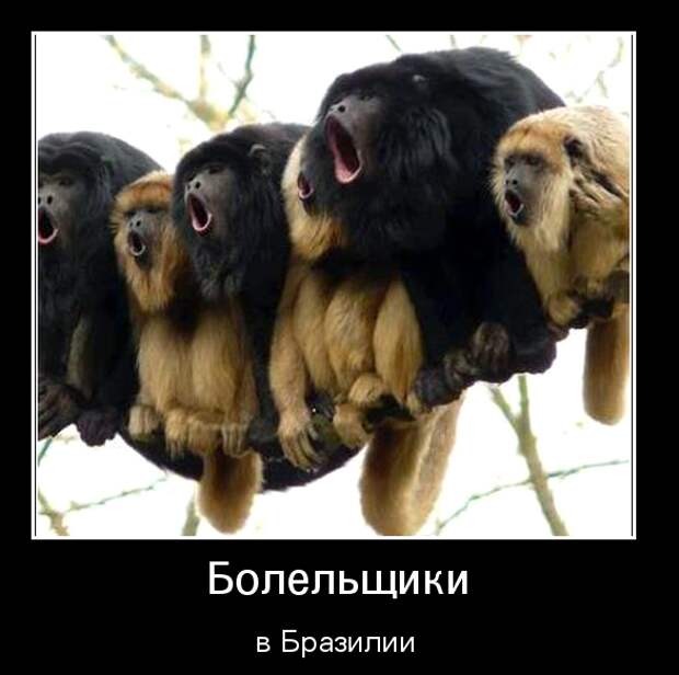 Демотиваторы демотиваторы, животные, прикол, юмор